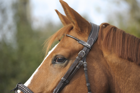 Point Sellier Bridle