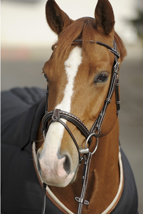 Point Sellier Bridle