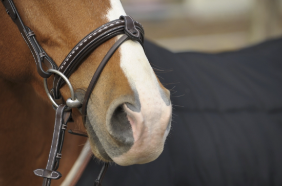 Point Sellier Bridle