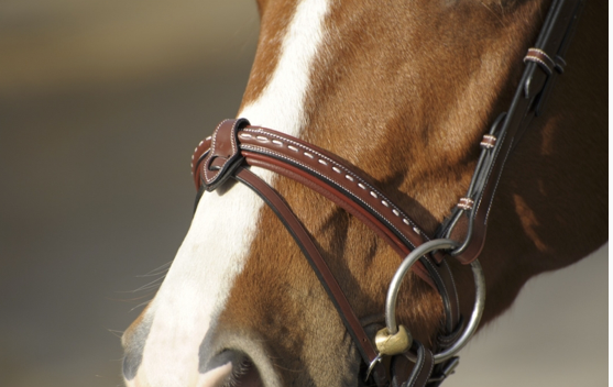 Point Sellier Bridle